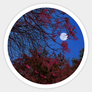 Moon Light and The Tree Sticker